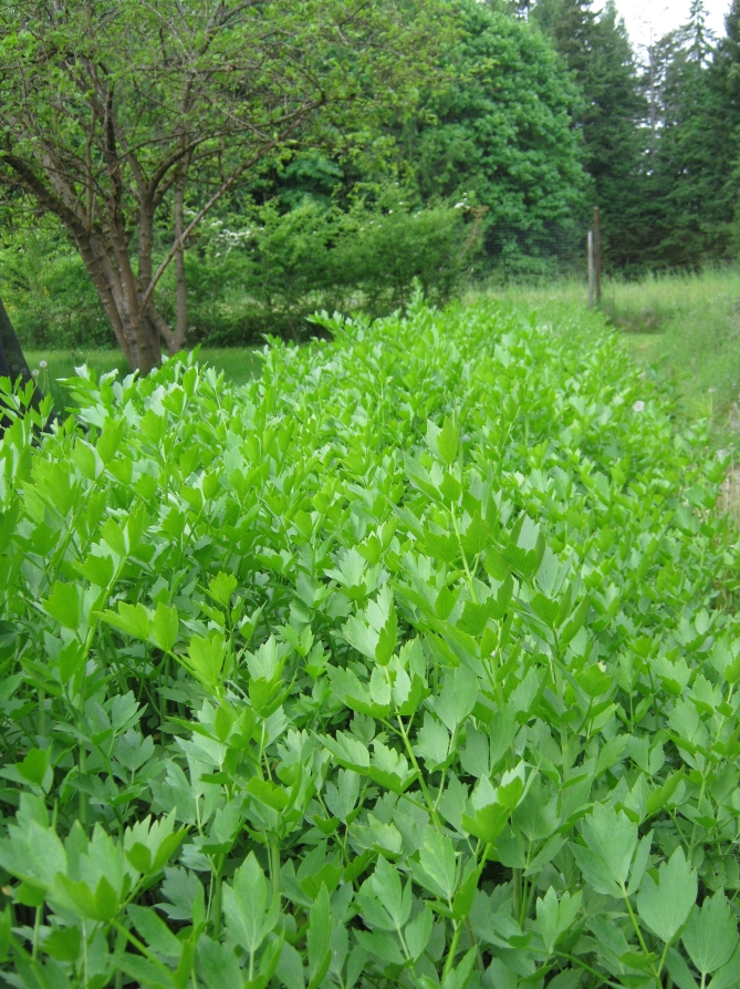 Lovage bed a few weeks later